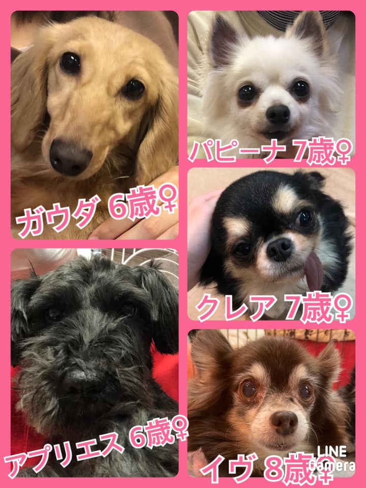 🐾今日の里親様募集中ワンコ🐶メンバーです🐾2021,2,10